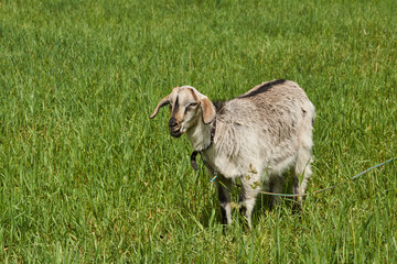 Summer. A goat grazes in a meadow on a warm summer day.