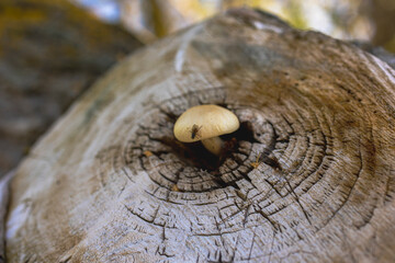 A small grb grows from a tree cut, macro survey. Cut wood into rings. - obrazy, fototapety, plakaty