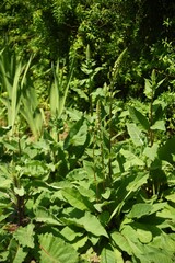 ヴアーバスカム・チャキシィ