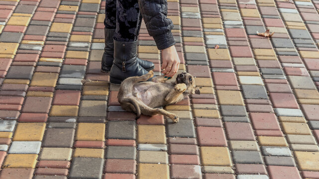 Small stray puppy lies down on his back, substitutes his tummy and in every possible way shows subordination to passerby who stroked him. Topic: stray dogs, mercy, kindness, empathy