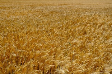 Getreidefeld Gerste im Sommer	