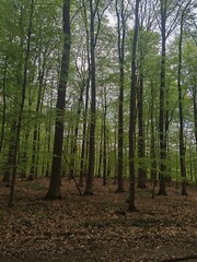 trees in the forest