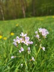 flowers in the meadow