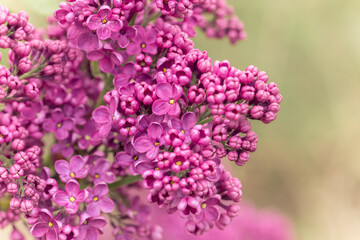 Fototapeta na wymiar Close-up of gorgeous spring lilacs with soft, blurred background.