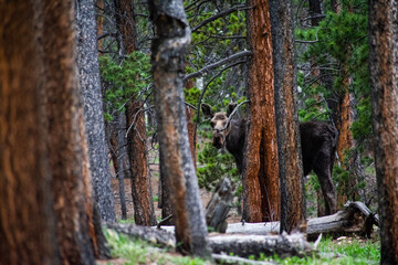 Moose Mother, Slaughterhouse Gultch, CO. 