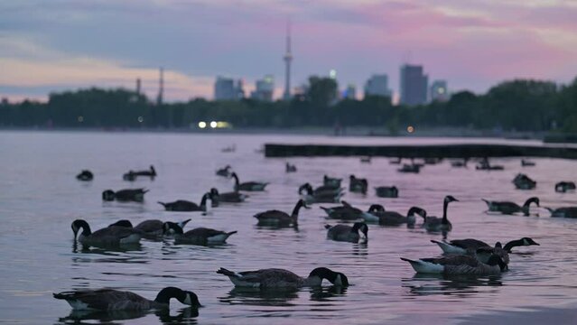 Canada Geese feeding along the shores of Lake Ontario with the sun setting on the Toronto Skyline. A cyclist eventually appears on a pier.