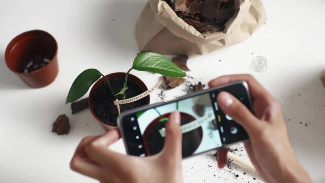 Female hands of a florist take pictures on the phone of transplanting indoor plants in a flower shop, care for home plants, Girl blogger takes pictures on the phone of the work done
