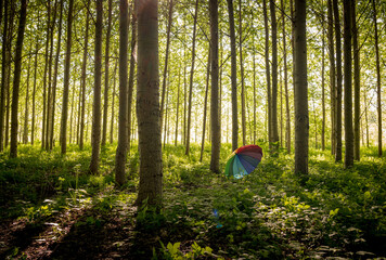 Umbrella in the woods
