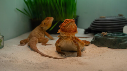 bearded dragons