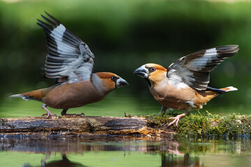 Hawfinch (Coccothraustes coccothraustes) male fighting in the forest of Noord Brabant in the...