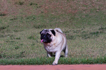 Purebred Pug dog walking outdoors with his tongue out.