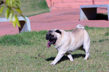 Obraz premium Dog Breed Pug walking on the lawn outdoors. No collar.