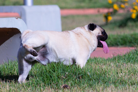 Fun Pug Dog Peeing On Grass With Tongue Out.