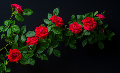 a branch of a weaving rose of red-purple color with green leaves on a black background
