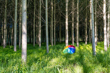 Umbrella on the woods
