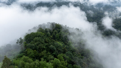 Aerial view forest tree, Tropical rainforest ecosystem healthy environment background, Texture of...