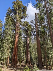 pine forest in autumn