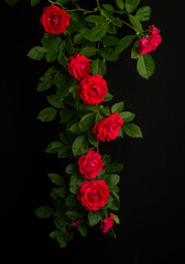 a branch of a weaving rose of red-purple color with green leaves on a black background