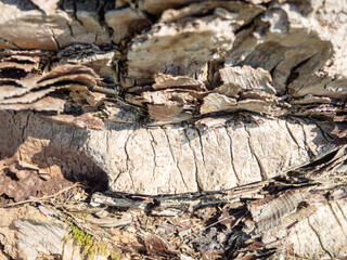 The structure of the bark of a palm tree. Southern tree bark. The protective cover of the palm tree. Background