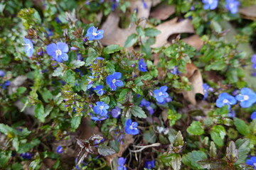 Germander speedwell is an exotic weed that is sometimes sold by nurseries as a ground cover.
