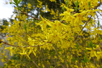 Weeping forsythia is native to China but has become naturalized in many parts of North America.