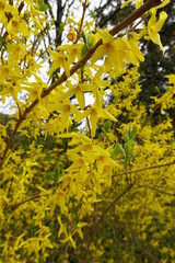 Weeping forsythia, scientifically known as Forsythia suspensa, is a large shrub that has bright yellow blossoms.