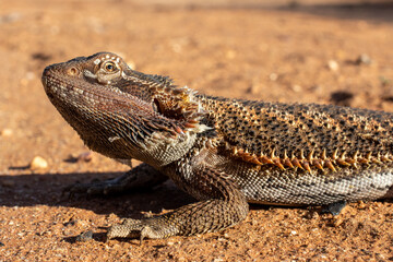 Close up of Central Bearded Dragon