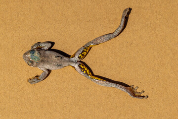 Australian Peron's Tree Frog that has recently died from confirmed Chytrid Fungus disease
