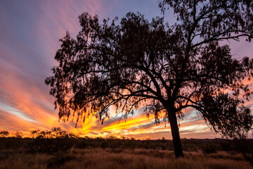 Fototapeta na wymiar Australian Desert Oak at sunset