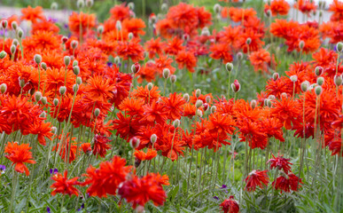 Gefüllte Mohnblumen (Papaver)