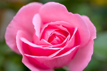 Rosenblüte (Rosa sp.) mit Tautropfen