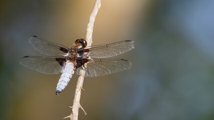 Male broad bodied chaser resting on a branch in summer, Norfolk, UK.