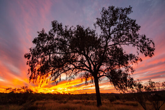 Australian Desert Oak at sunset