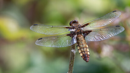 Female broad bodied chaser portrait. 
