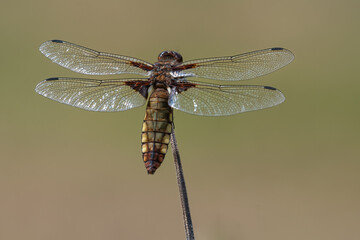 Female broad bodied chaser