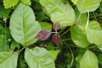 Deep red tri-leaf of the poison ivy plant. Urushiol oils on the leaves cause contact dermatitis.