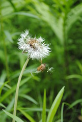Fluffy white dandelion or dandelion-like flower wet with drops of spring rain