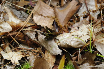 Dark brown folded-wing skipper butterfly with light spots on wings. Brown folded-wing skipper...