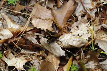 Dark brown folded-wing skipper butterfly with light spots on wings. Brown folded-wing skipper butterfly close up macro isolated.