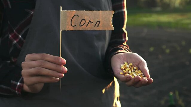 Gardener agronomist man agriculture woman stands on plantation field with corn in hands, grains of corn in hand of agronomist, prevention of food crisis famine
