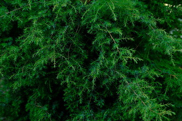 background of green juniper in summer