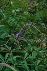 Arzneiehrenpreis - Veronicastrum virginicum
