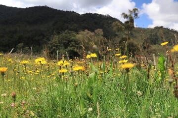 Flor amarilla Colombia
