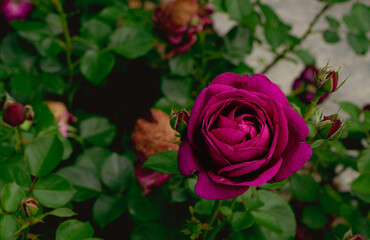 Rose in nahaufnahmen