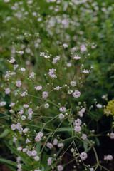 Kleine feine Blüten