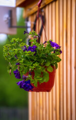 Flowering purple petunia in a hanging pot