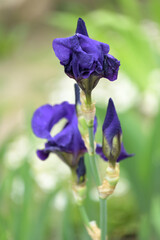 blue irises on background.