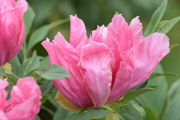 The tree peony blooming flowers.