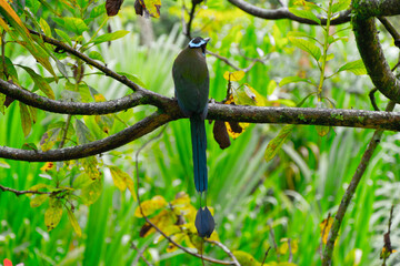 El momoto serrano3​ (Momotus aequatorialis), también denominado momoto corona azul, burgo montañés, barranquero, soledad o barranquillo de montaña (en Colombia) o relojero montañés (en Perú),4​ es una