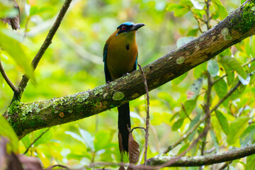 Fototapeta premium El momoto serrano3​ (Momotus aequatorialis), también denominado momoto corona azul, burgo montañés, barranquero, soledad o barranquillo de montaña (en Colombia) o relojero montañés (en Perú),4​ es una